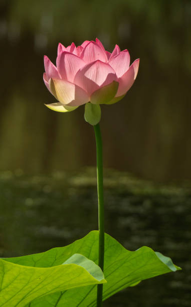 Lotus flower blossom stock photo