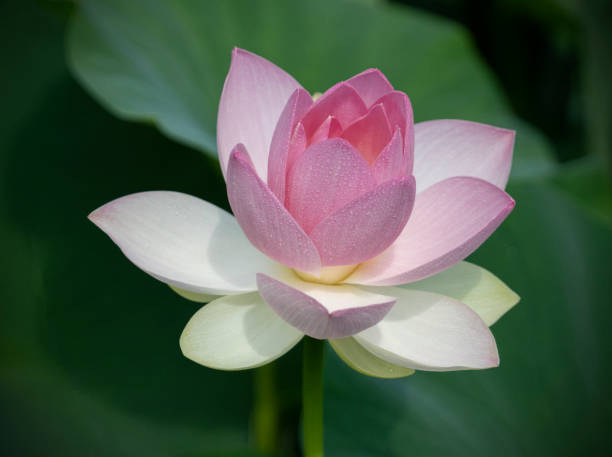 Lotus flower blossom stock photo