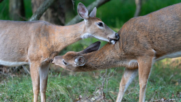 Deer love stock photo