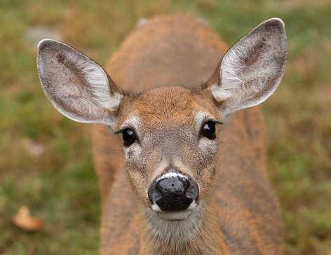 White tail deer female closeup face
