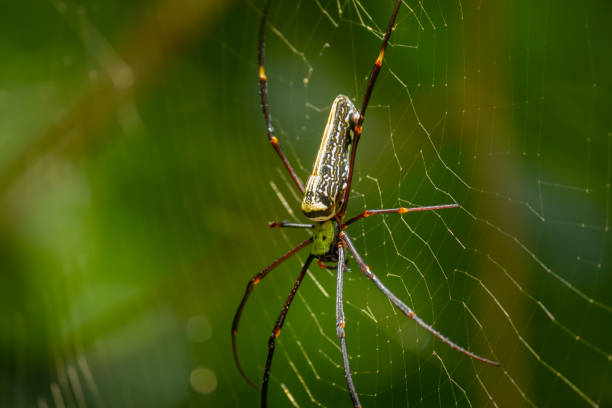 istock Red-Legged Golden Orb Spider Close up, sunlight hitting on its body, forest background. 1292247334
