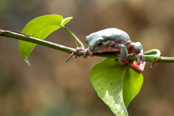 australischer weißer baumfrosch hängt an pflanze - whites tree frog stock-fotos und bilder