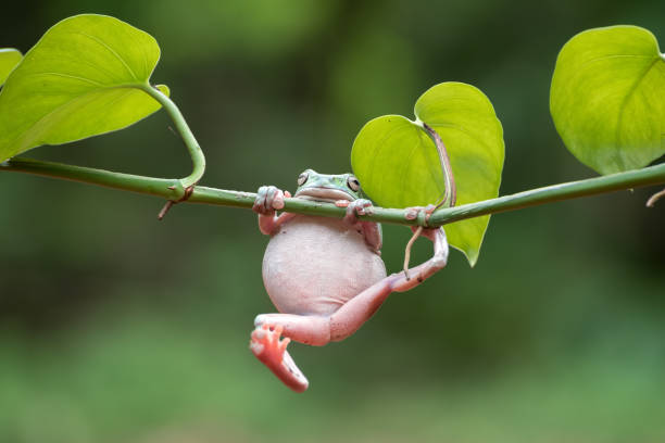 australischer weißer baumfrosch hängt an pflanze - whites tree frog stock-fotos und bilder