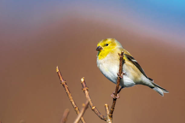 istock Goldfinch in winter 1292249992