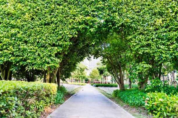 Green natural tunnel in formal garden.