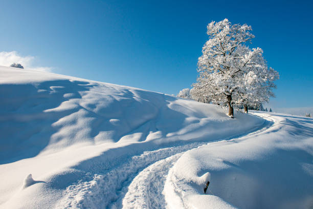 Sunset shining through leafless tree in winter. Beautiful winter panorama with clear blue sky on such a sunny day in the mountains. Big tree shadows on the land covered with snow.See more images like this in: