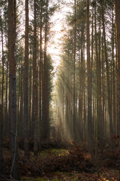 istock Sunbeams in partly dark and foggy pine forest 1292253268
