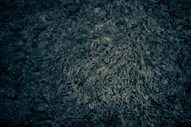 istock Dried algaes on a shore. 1292253554