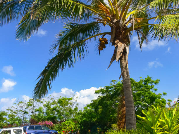 Palm trees on Easter Island. nature and plants on Easter Island.