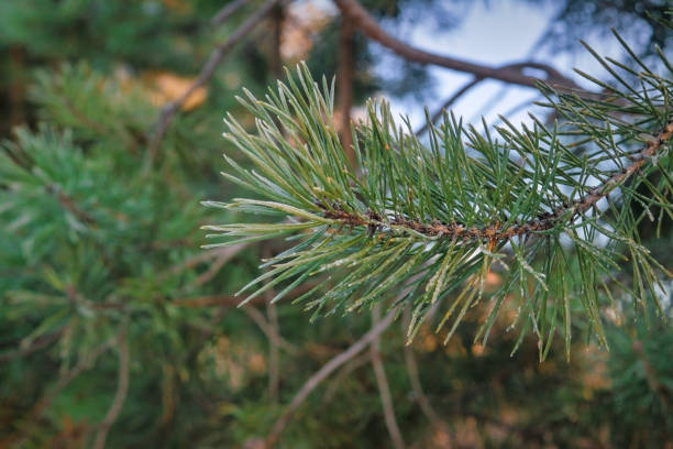 istock Cedar branch covered with frost. Cedar branches covered with frost close-up. Image with Selective focus. 1292254123