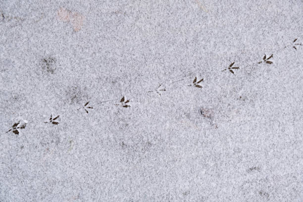 istock Bird footprints in the snow in winter 1292255025