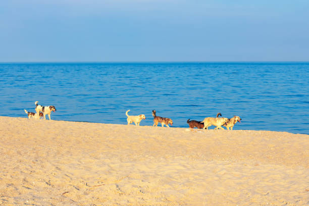 Seaside with dogs on the sandy beach