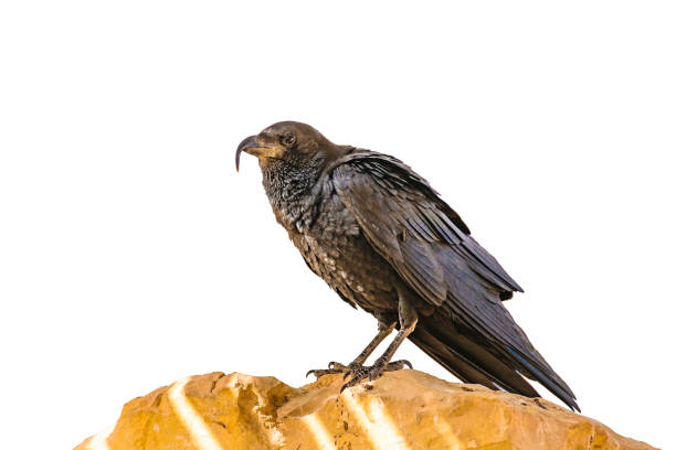 Black crow standing at top of rock isolated photo