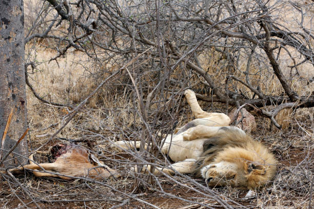istock Lion on His Back, after a Meal 1292257423