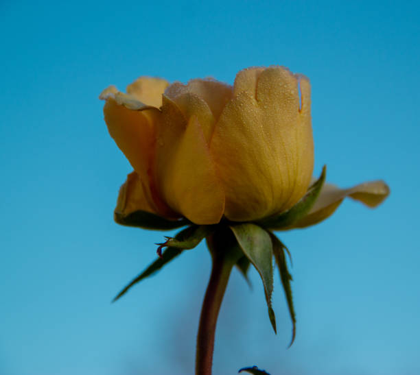 istock beautiful yellow rose isolated on colorful background 1292257522