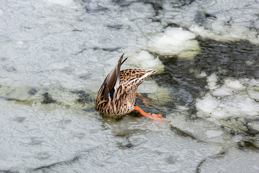 Female mallard duck playing, floating and squawking on winter ice frozen city park pond leaving traces in the ice.