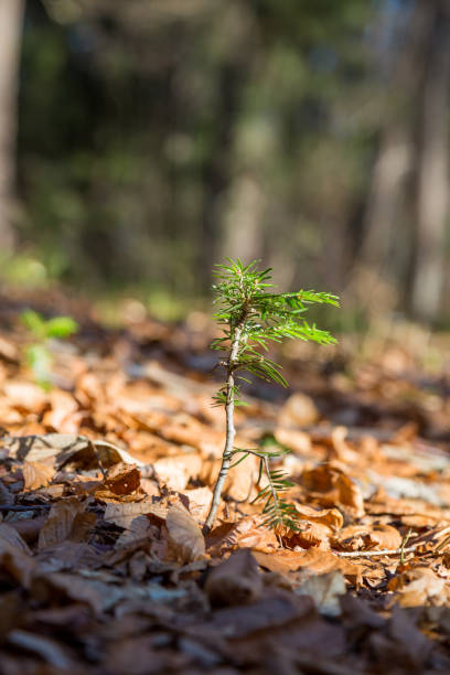 istock Lonely small pine tree in Austrian forest. Beautiful winter evening and cold frosty winter sunset. Selective focus. Close-up. 1292258368