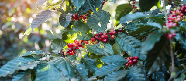 istock Coffee cherry fruit on its tree in the morning, organic coffee arabica bean ripening in farm and plantation. Agriculture industry, travel and Agritourism concept 1292259708