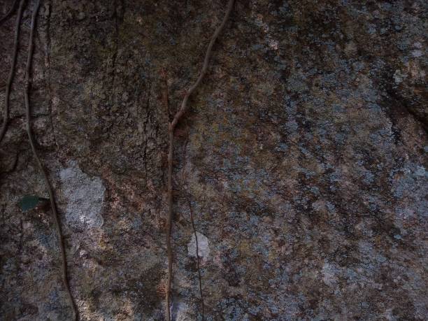 istock Pothos scandens plant roots on the rock 1292260613