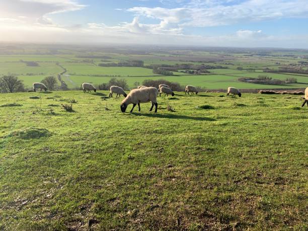 istock Sheep over Wye English countryside 1292260798