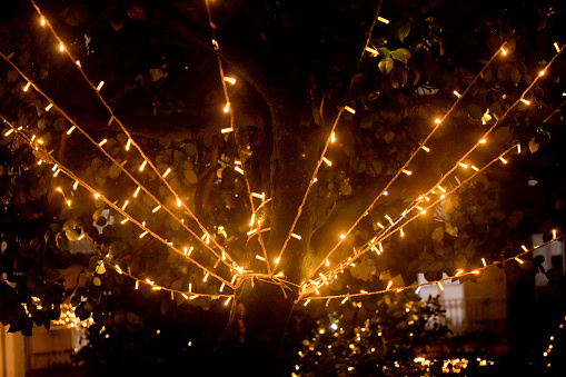 Illuminated tree, Christmas lights ornament , public garden in Santiago de Compostela, Galicia, Spain.
