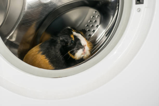 guinea pig sitting in the washing machine - domestic cat towel pets animal imagens e fotografias de stock