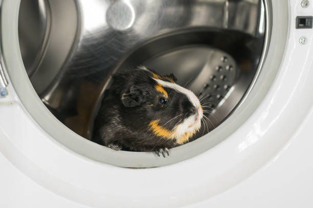 guinea pig sitting in the washing machine - domestic cat towel pets animal imagens e fotografias de stock