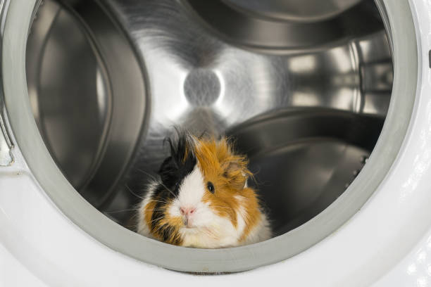 guinea pig sitting in the washing machine - domestic cat towel pets animal imagens e fotografias de stock