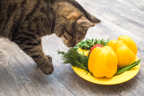 Portrait of a gray cat with a plate of fresh vegetables stock photo