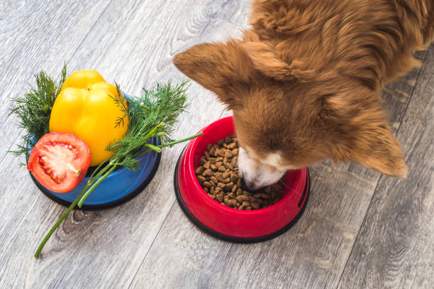 dog eats dry food. Next to it is a bowl of fresh vegetables. Dog food concept stock photo