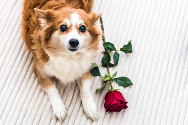 dog lies on a white background with a red rose. 14th of February stock photo