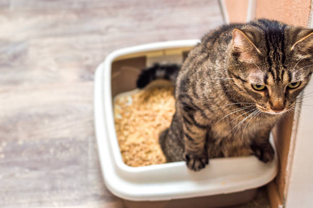 Cat pees in a pot with a wooden filling for cats stock photo
