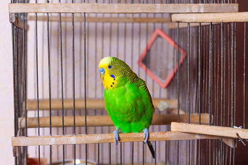 A green budgerigar is sitting at the exit from the cage. A caged mirror is visible in the background. Free keeping of a decorative bird in the house.