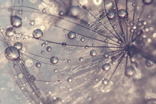 istock Close-up of a dandelion with water drops. Beautiful abstract macro. Selective focus. 1292263504