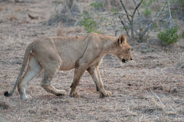 istock Female Lion on Safari 1292264518