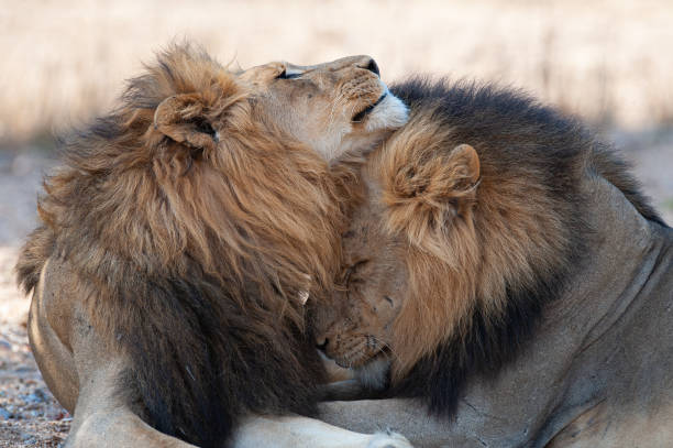 istock 2 Male Lions together 1292265516