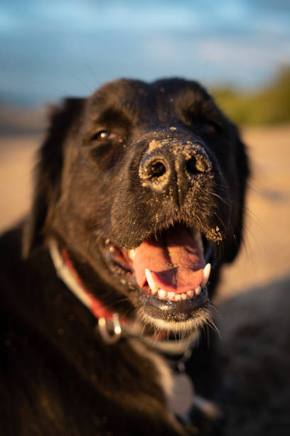 istock Happy smiling labrador retriever dog 1292265817