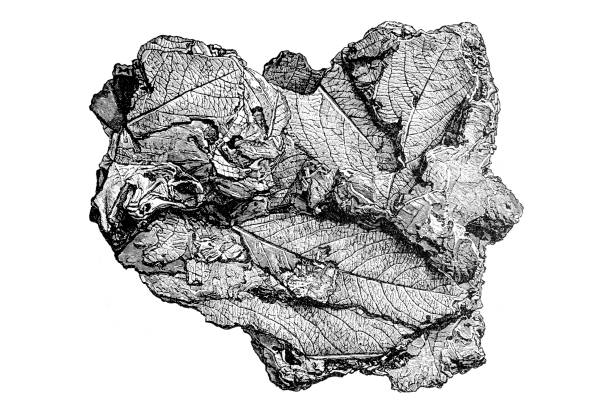 травертин с листовыми принтами, из тиволи под римом - fossil leaves stock illustrations