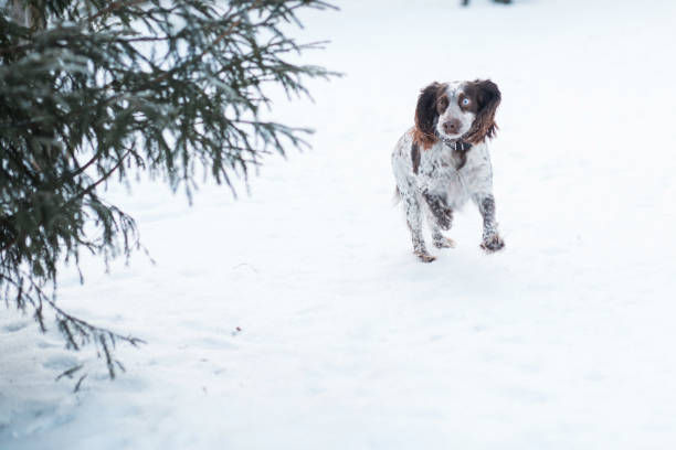 istock Funny chocolate spaniel with different eyes runing in winter. 1292266876