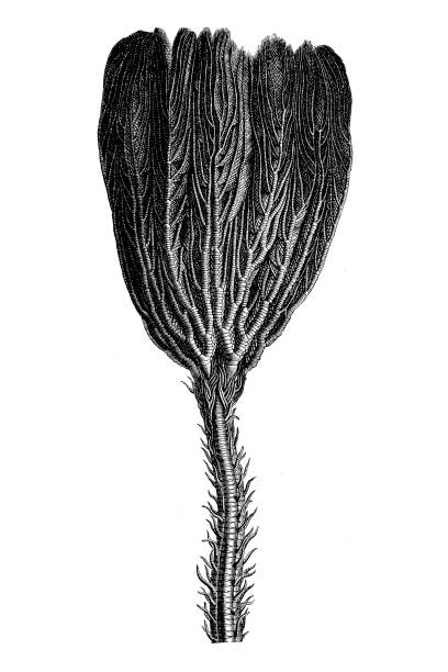 Crinoid Fossil in Limestone Illustration of a Crinoid Fossil in Limestone sea lily stock illustrations