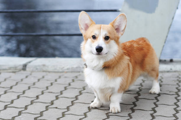 istock Welsh Corgi Pembroke red and white color stands 1292267610