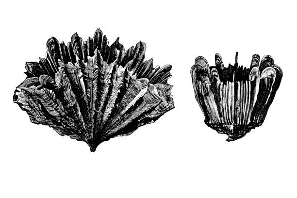 flabellum ainbastrum (mos) und ceratotrochus - flabellum stock-grafiken, -clipart, -cartoons und -symbole