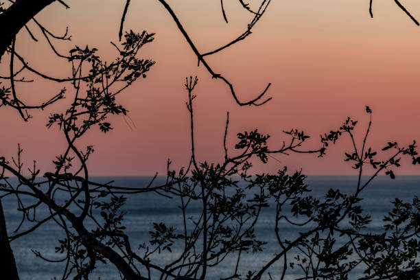 Through the branches of a mountain pine you can see the sunset on the Black sea coast