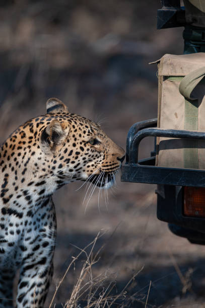 istock Leopard at Safari Vehicle 1292269090