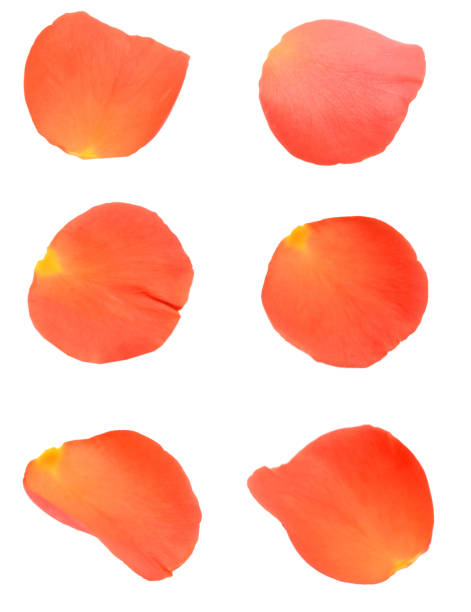 istock Set of rose petal freshness on white 1292270267