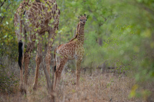 istock Giraffe Cow and Calf 1292270289