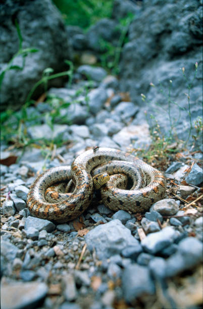 istock The European ratsnake or leopard snake (Zamenis situla) in a defensive posture 1292270855