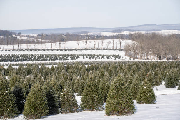 istock Christmas Trees in the Snow on Tree Farm 1292272110