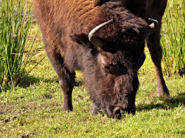 istock American Bison (Bison bison) grazing in a field 1292272872