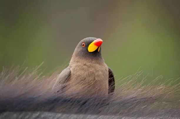 Yellow Billed Oxpecker seen on a safari, sitting on a buffalo, in South Africa